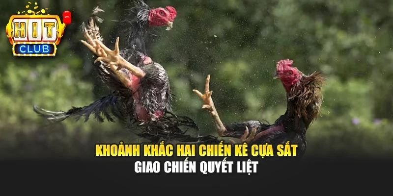 Khoảnh khắc hai chiến kê cựa sắt giao chiến quyết liệt