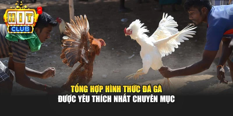 Tổng hợp hình thức đá gà được yêu thích nhất chuyên mục