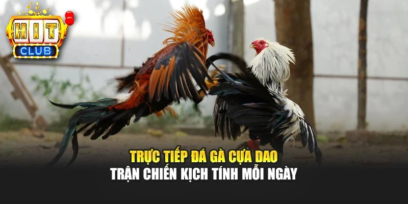 Trực Tiếp Đá Gà Cựa Dao – Trận Chiến Kịch Tính Mỗi Ngày